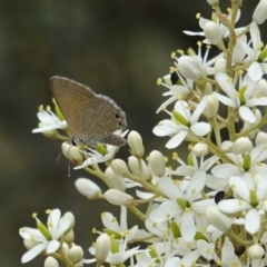 Nacaduba biocellata (Two-spotted Line-Blue) at Red Hill, ACT - 31 Dec 2018 by JackyF