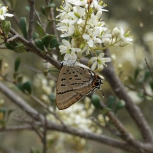 Jalmenus ictinus at Red Hill, ACT - 31 Dec 2018