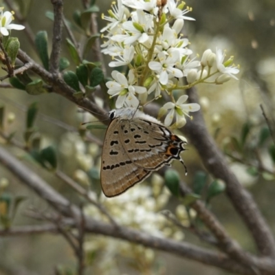 Jalmenus ictinus (Stencilled Hairstreak) at Red Hill Nature Reserve - 31 Dec 2018 by JackyF