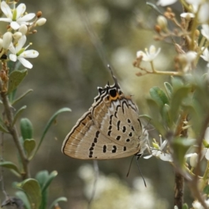 Jalmenus ictinus at Red Hill, ACT - 31 Dec 2018