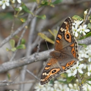 Junonia villida at Red Hill, ACT - 31 Dec 2018 03:29 PM