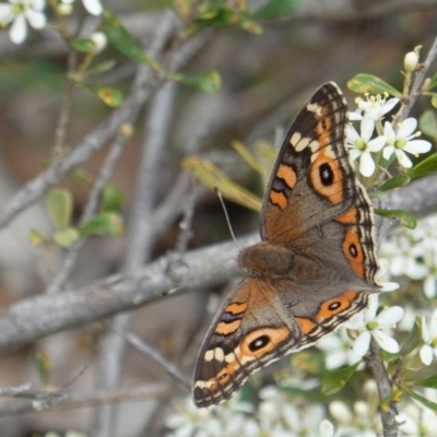 Junonia villida (Meadow Argus) at Red Hill, ACT - 31 Dec 2018 by JackyF