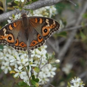 Junonia villida at Red Hill, ACT - 31 Dec 2018 03:29 PM