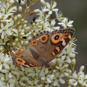 Junonia villida at Red Hill, ACT - 31 Dec 2018 03:29 PM