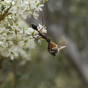 Myrmecia sp. (genus) at Red Hill, ACT - 31 Dec 2018