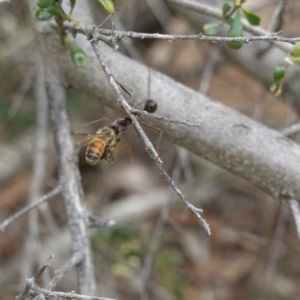 Myrmecia sp. (genus) at Red Hill, ACT - 31 Dec 2018