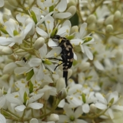 Hoshihananomia leucosticta (Pintail or Tumbling flower beetle) at Red Hill, ACT - 31 Dec 2018 by JackyF