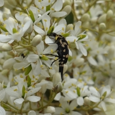 Hoshihananomia leucosticta (Pintail or Tumbling flower beetle) at Red Hill, ACT - 31 Dec 2018 by JackyF