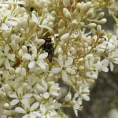 Hoshihananomia leucosticta at Red Hill, ACT - 31 Dec 2018