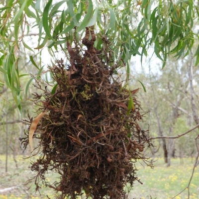 Uromycladium (genus) (A gall forming rust fungus) at Red Hill, ACT - 31 Dec 2018 by JackyF