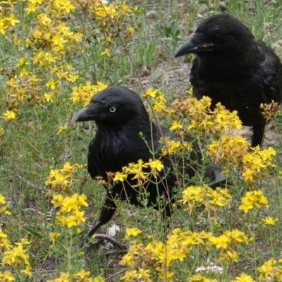 Corvus coronoides (Australian Raven) at Red Hill, ACT - 31 Dec 2018 by JackyF