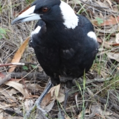 Gymnorhina tibicen (Australian Magpie) at Red Hill Nature Reserve - 31 Dec 2018 by JackyF