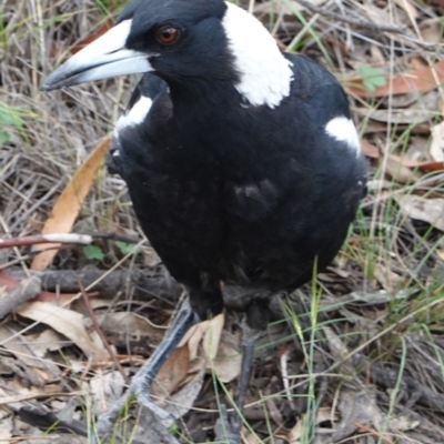 Gymnorhina tibicen (Australian Magpie) at Red Hill, ACT - 31 Dec 2018 by JackyF