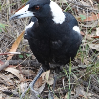 Gymnorhina tibicen (Australian Magpie) at Red Hill Nature Reserve - 31 Dec 2018 by JackyF