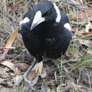 Gymnorhina tibicen at Red Hill, ACT - 31 Dec 2018