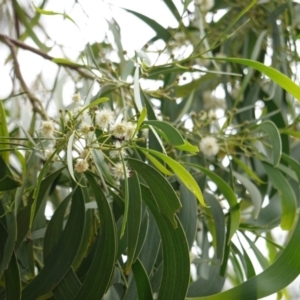 Acacia implexa at Red Hill, ACT - 31 Dec 2018 05:19 PM