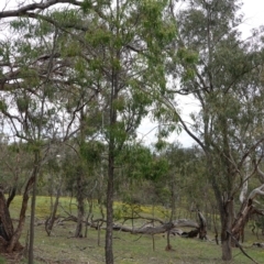 Acacia implexa at Red Hill, ACT - 31 Dec 2018