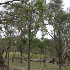 Acacia implexa at Red Hill, ACT - 31 Dec 2018