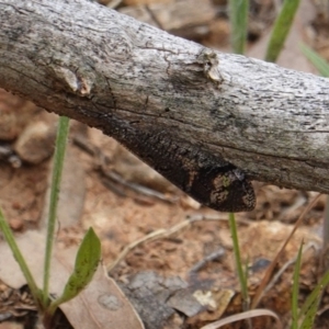 Glenoleon sp. (genus) at Red Hill, ACT - 31 Dec 2018 05:45 PM