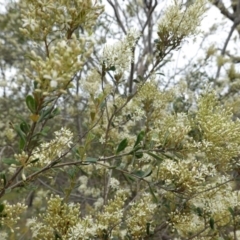 Bursaria spinosa (Native Blackthorn, Sweet Bursaria) at Red Hill, ACT - 31 Dec 2018 by JackyF