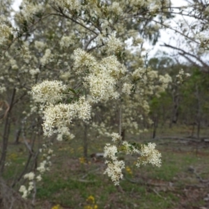 Bursaria spinosa at Red Hill, ACT - 31 Dec 2018