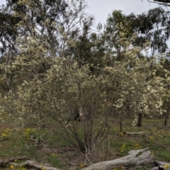 Bursaria spinosa at Red Hill, ACT - 31 Dec 2018