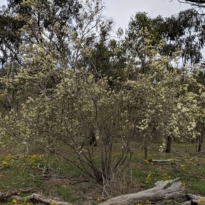 Bursaria spinosa at Red Hill, ACT - 31 Dec 2018