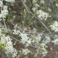 Bursaria spinosa (Native Blackthorn, Sweet Bursaria) at Red Hill Nature Reserve - 31 Dec 2018 by JackyF