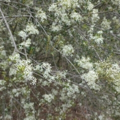 Bursaria spinosa at Red Hill, ACT - 31 Dec 2018