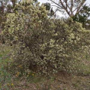 Bursaria spinosa at Red Hill, ACT - 31 Dec 2018