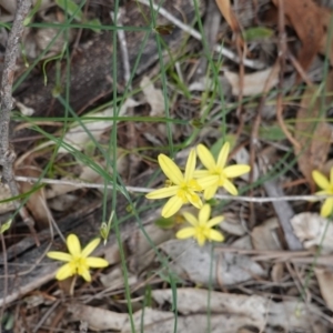 Tricoryne elatior at Red Hill, ACT - 31 Dec 2018