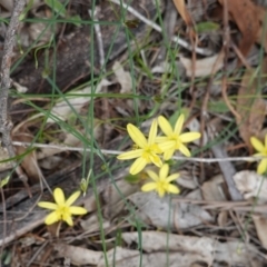 Tricoryne elatior (Yellow Rush Lily) at Red Hill, ACT - 31 Dec 2018 by JackyF