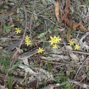 Tricoryne elatior at Red Hill, ACT - 31 Dec 2018