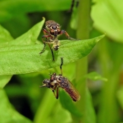 Thereutria amaraca (Spine-legged Robber Fly) at ANBG - 31 Dec 2018 by RodDeb