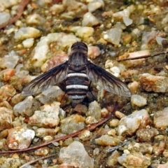 Villa sp. (genus) (Unidentified Villa bee fly) at Acton, ACT - 31 Dec 2018 by RodDeb