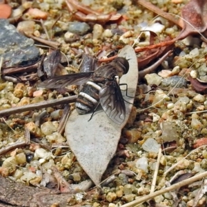 Villa sp. (genus) at Acton, ACT - 31 Dec 2018 11:29 AM