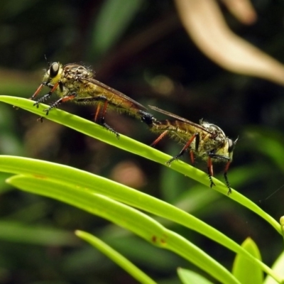 Zosteria rosevillensis (A robber fly) at Acton, ACT - 31 Dec 2018 by RodDeb