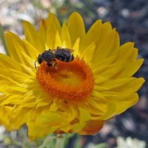 Lasioglossum (Chilalictus) sp. (genus & subgenus) at Acton, ACT - 31 Dec 2018 10:10 AM