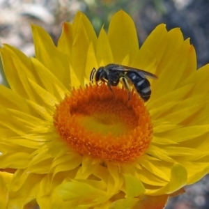 Lasioglossum (Chilalictus) sp. (genus & subgenus) at Acton, ACT - 31 Dec 2018 10:10 AM