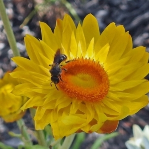 Lasioglossum (Chilalictus) sp. (genus & subgenus) at Acton, ACT - 31 Dec 2018 10:10 AM