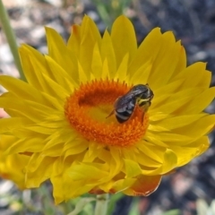 Lasioglossum (Chilalictus) sp. (genus & subgenus) at Acton, ACT - 31 Dec 2018 10:10 AM