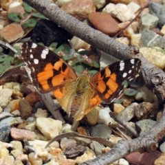 Vanessa kershawi (Australian Painted Lady) at Acton, ACT - 31 Dec 2018 by RodDeb