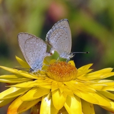 Zizina otis (Common Grass-Blue) at Acton, ACT - 30 Dec 2018 by RodDeb