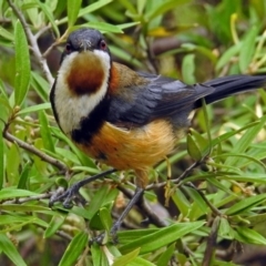 Acanthorhynchus tenuirostris (Eastern Spinebill) at Hackett, ACT - 30 Dec 2018 by RodDeb