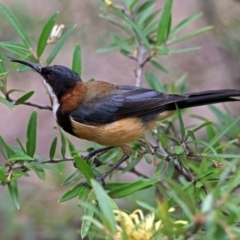 Acanthorhynchus tenuirostris at Hackett, ACT - 31 Dec 2018 10:35 AM