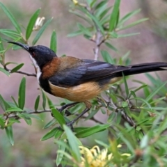 Acanthorhynchus tenuirostris at Hackett, ACT - 31 Dec 2018