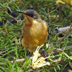 Acanthorhynchus tenuirostris at Hackett, ACT - 31 Dec 2018