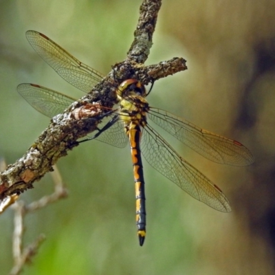 Hemicordulia tau (Tau Emerald) at Hackett, ACT - 31 Dec 2018 by RodDeb