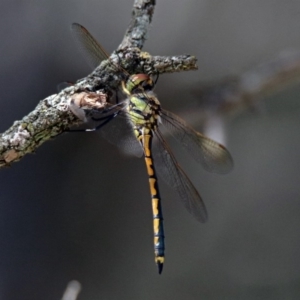 Hemicordulia tau at Hackett, ACT - 31 Dec 2018 10:20 AM