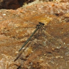 Austroargiolestes icteromelas (Common Flatwing) at ANBG - 30 Dec 2018 by RodDeb